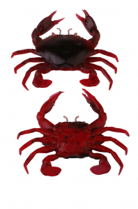 Red & Black Crab