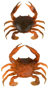 Orange Belly Crab