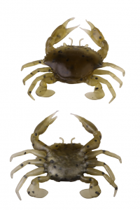 Tan Crab